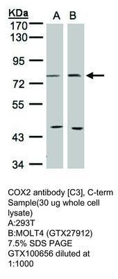 COX2 antibody [C3], C-term, GeneTex