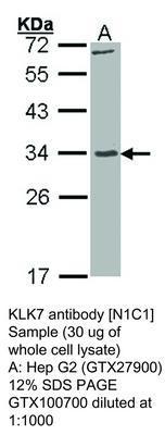 KLK7 antibody [N1C1], GeneTex