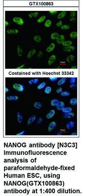 NANOG antibody [N3C3], GeneTex