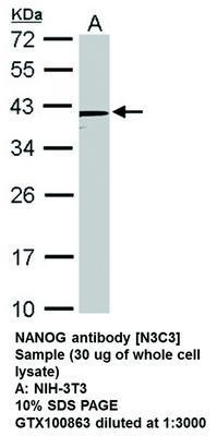 NANOG antibody [N3C3], GeneTex