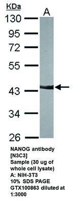 NANOG antibody [N3C3], GeneTex