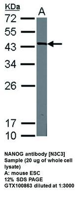 NANOG antibody [N3C3], GeneTex