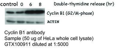 Cyclin B1 antibody, GeneTex