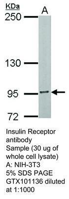 Insulin Receptor antibody, GeneTex