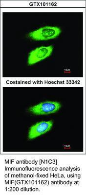 MIF antibody [N1C3], GeneTex