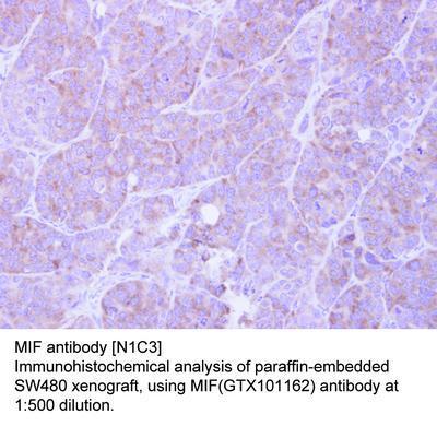 MIF antibody [N1C3], GeneTex