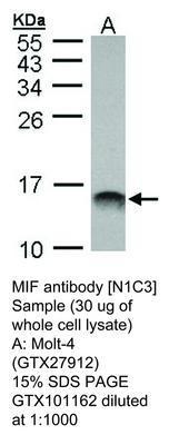 MIF antibody [N1C3], GeneTex