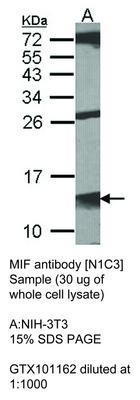 MIF antibody [N1C3], GeneTex