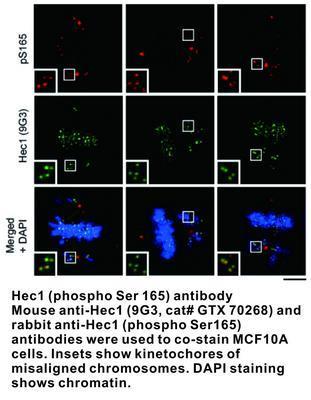 Hec1 (phospho Ser 165) antibody, GeneTex