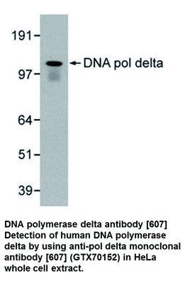 DNA polymerase delta antibody [607], GeneTex