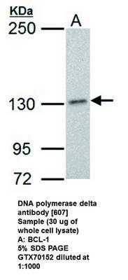 DNA polymerase delta antibody [607], GeneTex