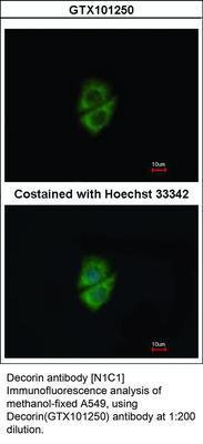 Decorin antibody [N1C1], GeneTex