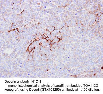 Decorin antibody [N1C1], GeneTex