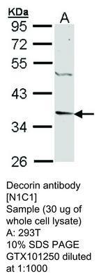 Decorin antibody [N1C1], GeneTex