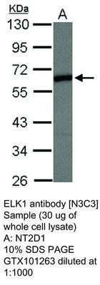 ELK1 antibody [N3C3], GeneTex