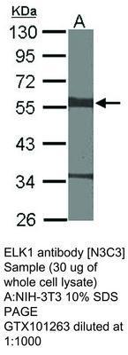 ELK1 antibody [N3C3], GeneTex