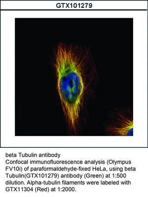 beta Tubulin antibody - Rabbit Polyclonal - ICC/IF, IHC-P, WB - 100µl, GeneTex