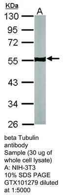 beta Tubulin antibody - Rabbit Polyclonal - ICC/IF, IHC-P, WB - 100µl, GeneTex