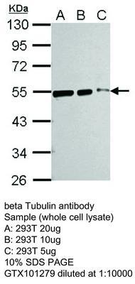 beta Tubulin antibody - Rabbit Polyclonal - ICC/IF, IHC-P, WB - 100µl, GeneTex