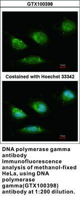 DNA polymerase gamma antibody - 100µl, GeneTex