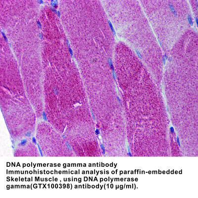 DNA polymerase gamma antibody - 100µl, GeneTex