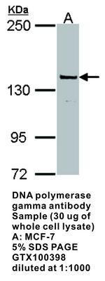 DNA polymerase gamma antibody - 100µl, GeneTex