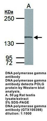 DNA polymerase gamma antibody - 100µl, GeneTex