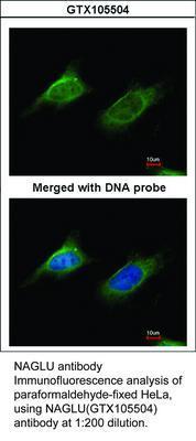 NAGLU antibody [N1C2], GeneTex