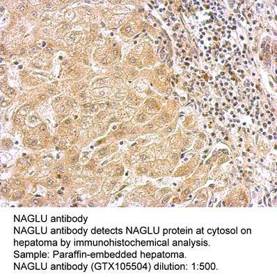 NAGLU antibody [N1C2], GeneTex