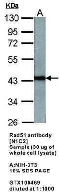 Rad51 antibody [N1C2], GeneTex