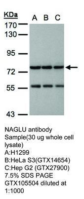 NAGLU antibody [N1C2], GeneTex