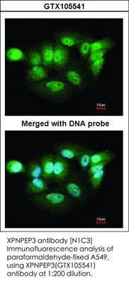 XPNPEP3 antibody [N1C3], GeneTex