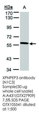 XPNPEP3 antibody [N1C3], GeneTex