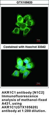 AKR1C1 antibody [N1C2], GeneTex