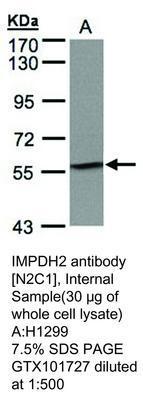 IMPDH2 antibody [N2C1], Internal, GeneTex