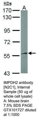 IMPDH2 antibody [N2C1], Internal, GeneTex