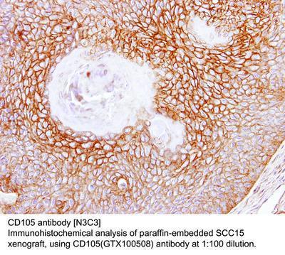 CD105 antibody [N3C3], GeneTex