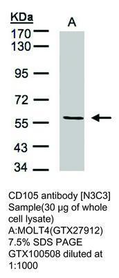 CD105 antibody [N3C3], GeneTex