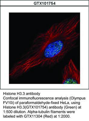 Histone H3.3 antibody, GeneTex