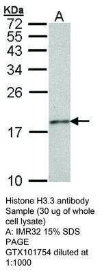 Histone H3.3 antibody, GeneTex