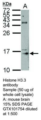 Histone H3.3 antibody, GeneTex