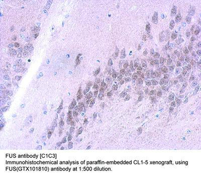 FUS antibody [C1C3], GeneTex