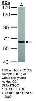 FUS antibody [C1C3], GeneTex