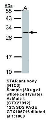 STAR antibody [N1C3], GeneTex