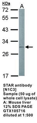 STAR antibody [N1C3], GeneTex