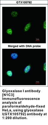 Glyoxalase I antibody [N1C3], GeneTex