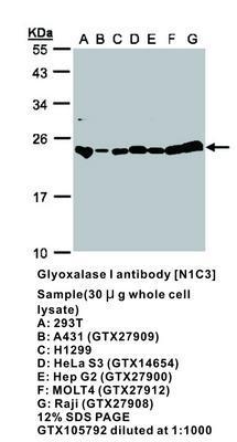 Glyoxalase I antibody [N1C3], GeneTex