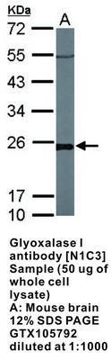 Glyoxalase I antibody [N1C3], GeneTex