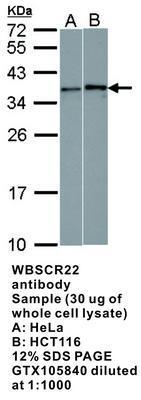 WBSCR22 antibody [N1C3], GeneTex