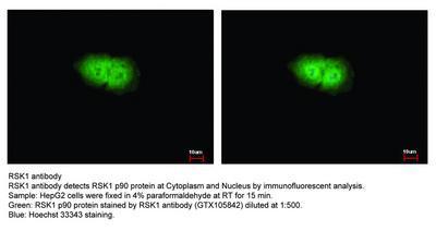 RSK1 antibody, GeneTex